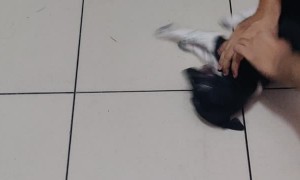 Playful Pup Enjoys Sliding under Bed