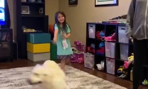 Golden Retriever starting to go a little stir crazy during quarantine