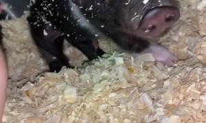 Waking Two Adorable Piglets