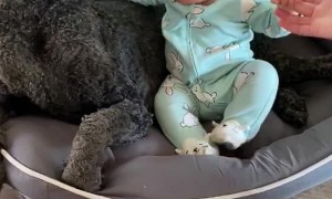 Dog Doesn't Like Easter Outfit As Much As Infant