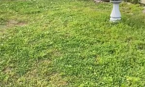 Eeyore the Dinky Donkey has the Zoomies!