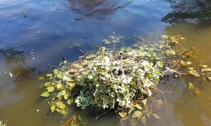 Helping a Coot Bird Build a Nest