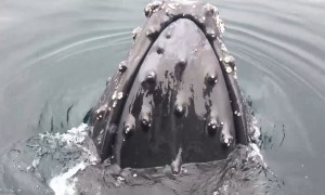 Incredibly close whale encounters caught on camera