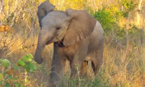 Baby elephant tries its best to show off its 