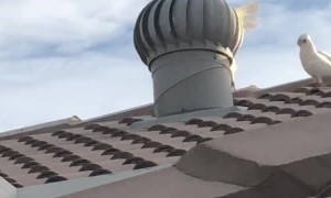 Short Billed Corella Creates Its Own Merry Go Round