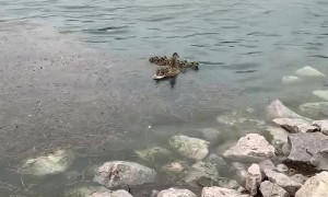 Duckling Reunited With Mother Duck