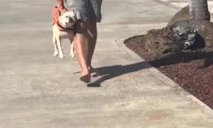 Man Carries Pooch Like a Purse