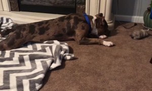 Pit Bull looks after cute bunny and acts as his dad