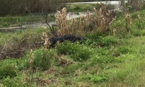 Giant alligator surprises joggers along trail in Florida