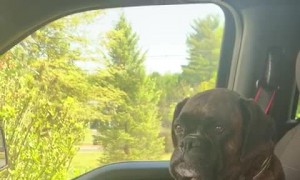 Kali the Boxer Wants to Go for a Longer Car Ride