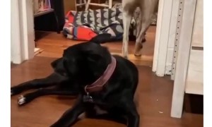 Dog hugs his friend goodnight before going to bed