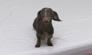 Excited dogs can't stop howling after realizing where they're going