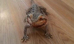 Bearded Dragon can't hold back excitement for blueberries