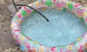 Puppy Wants Pool All to Itself