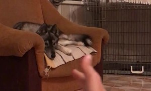 Pew Pew Makes Dog Jump