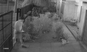 Cat Trapped by Automatic Gate