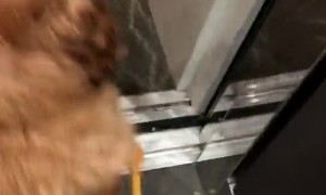 Pawsonal Umbrella Holder