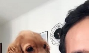 Pup is just so confused by owner's mocking sounds