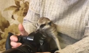 Rescued Meerkat Curiously Investigates Camera