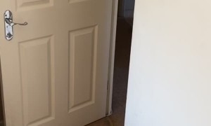 Cockapoo Has a Major Case of the Zoomies