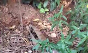 Courageous Cat Stares Down Snake