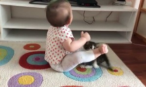 Kitten Keeps Trying to Play with Kiddo