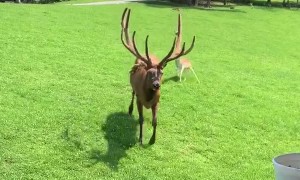 Huge Friendly Elk Trades Pets for Snacks