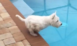 Westie dog shows off Olympic-caliber diving skills