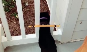 Invention Keeps Adventurous Cat from Escaping to Busy Street