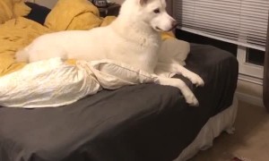 Dog Mesmerized by TV Screensaver