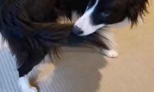 Dog Freezes Like a Statue on Command