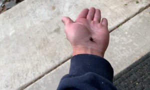 Giving a Black Widow a Helping Hand