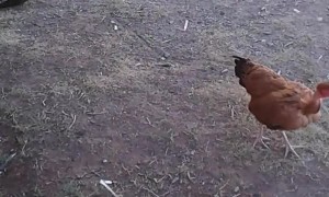 Chicken Swing Catapult