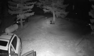 Bold Bear Climbs into Car