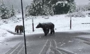 Bear Wanders by With Her Cubs