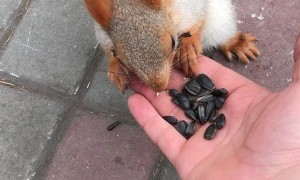 Cute Squirrel Came in Close for a Treat