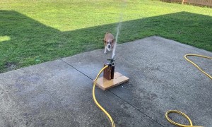 Dog Springs up Trying to Catch Sprinkler