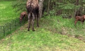 Newborn Moose Needs Mama after Attempting to Clear Fence