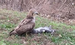 Massive Hawk Finds Lunch