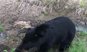 Bear Could Care Less About The People Passing By