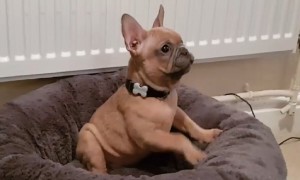 Dogs and puppies hilariously reacting to their new beds