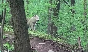 Man and Dog Meet a Wolf While out for a Walk
