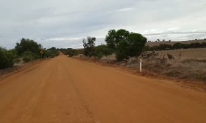 Kangaroos During Commute