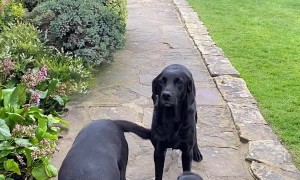 Patient Doggos Wait to Be Called by Name