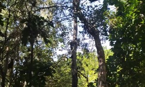 Butterfly Forest in Slow Motion