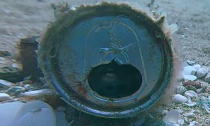 Octopus Finds Home in Aluminum Can