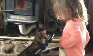 Kitten in Stroller Plays with Toddler