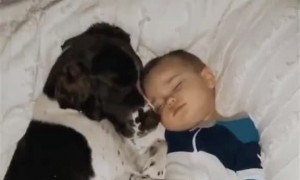 Dog and Baby Snuggling While Sleeping