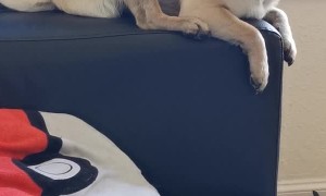 Pug Takes Coasters and Waves them to Taunt Owner