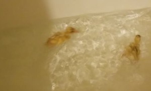 Duckling Bathtime Zoomies!